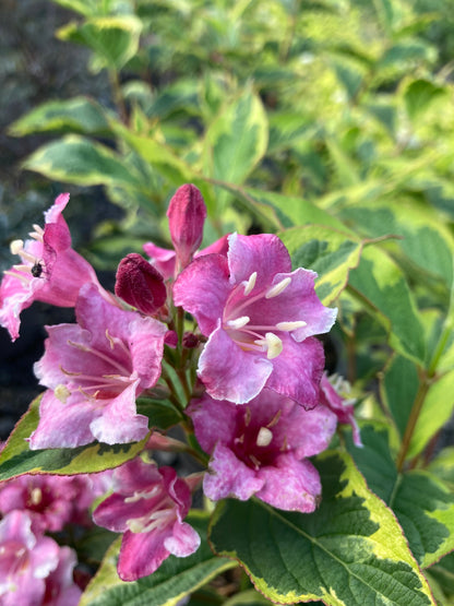 Weigela 'Kosteriana Variegata'