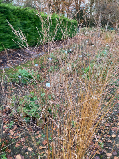 Molinia caerulea ssp. arundinacea Karl Foerster - Champion Plants