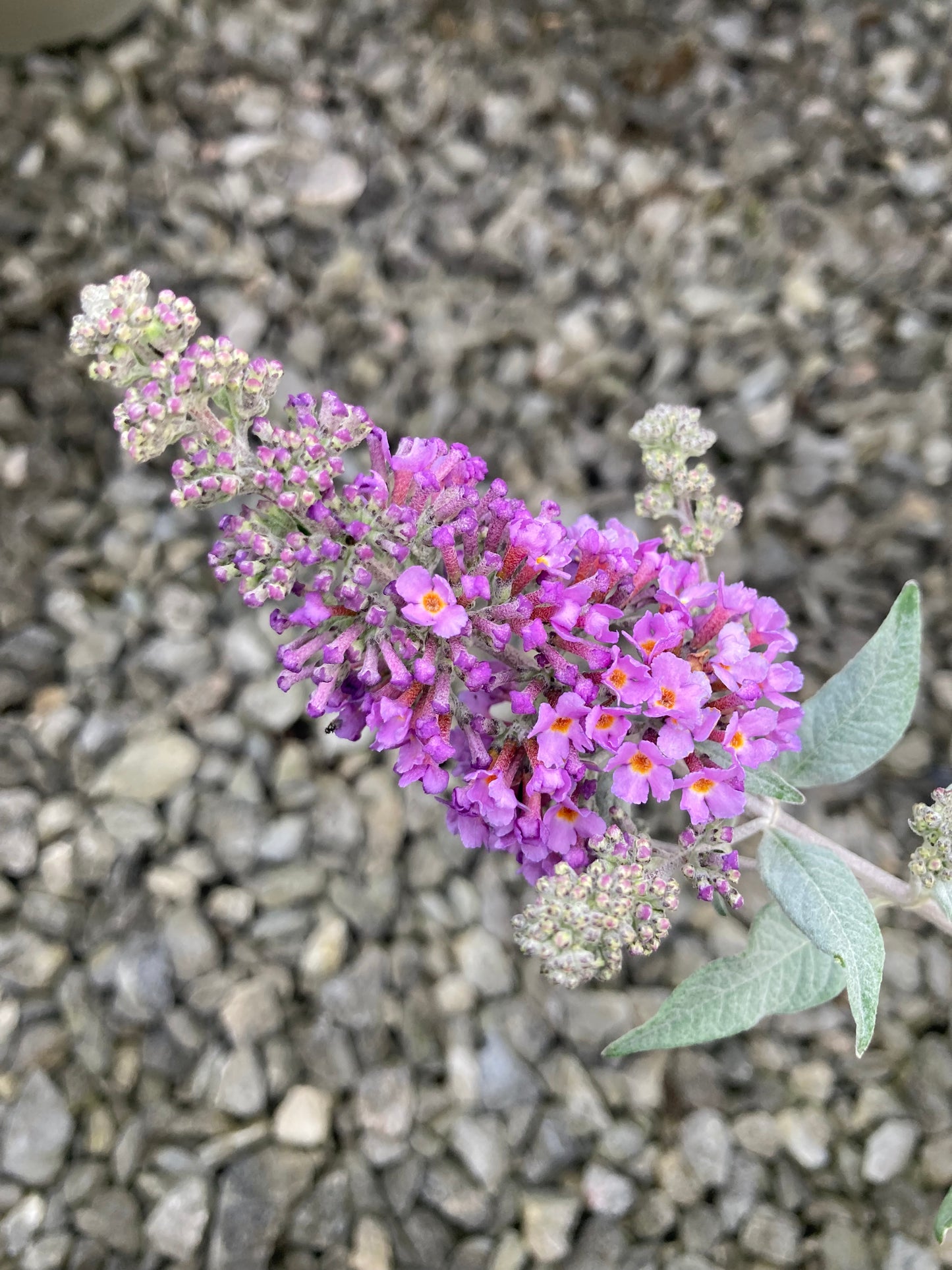 Buddleja HUMDINGER Collection 'Lavender Cupcake' - Dwarf Buddleia