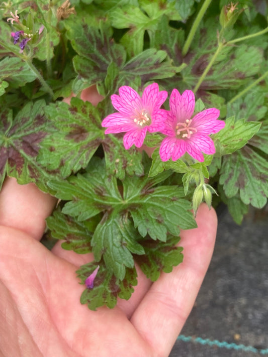 Geranium Little Champion