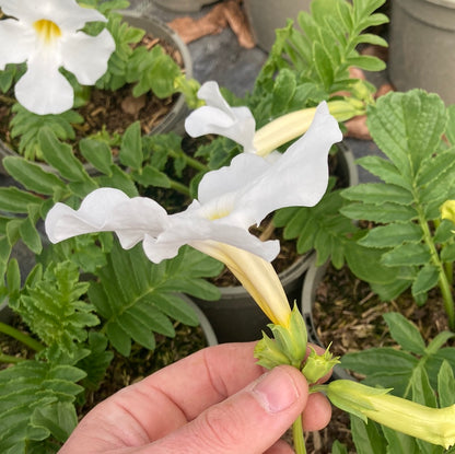 Incarvillea delavayi Alba