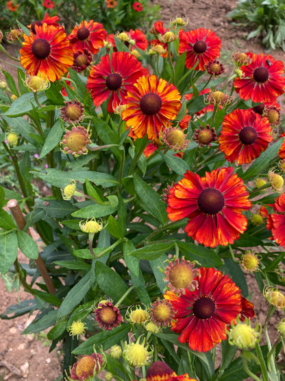 Helenium 'Chelsey' - Champion Plants