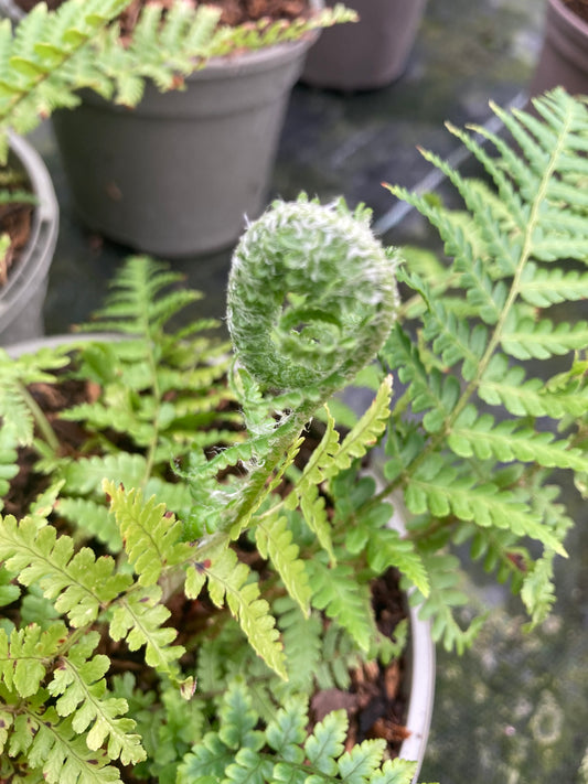 Dryopteris affinis 'Cristata Angustata' - AGM