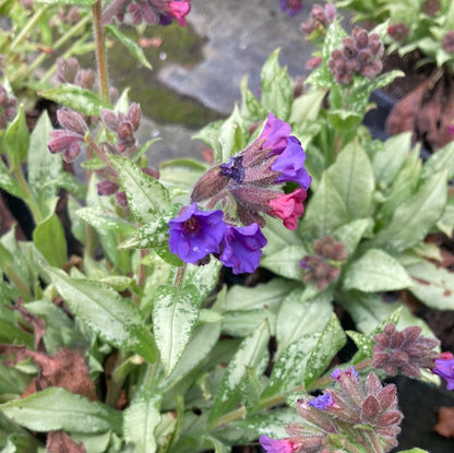 Pulmonaria angustifolia 'Diana Clare' - AGM - Champion Plants