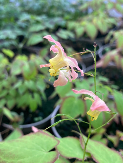 Epimedium × versicolor - Champion Plants