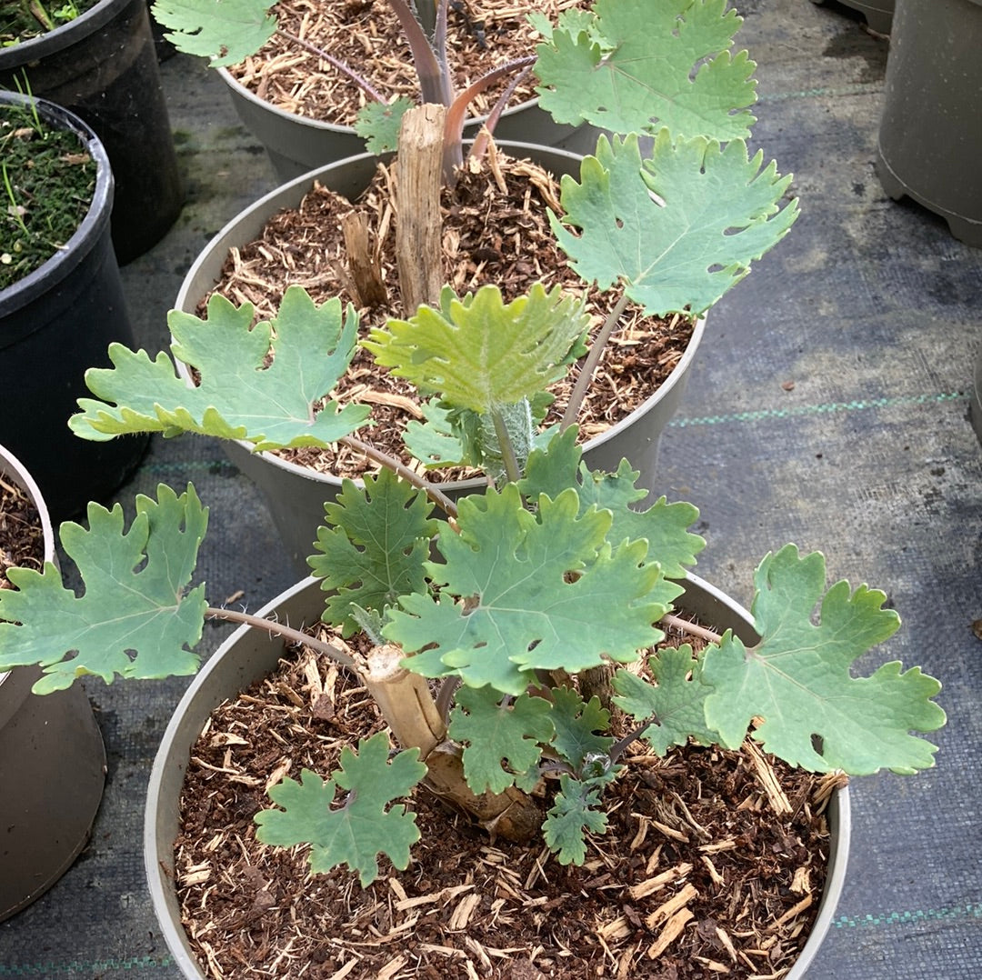 Macleaya x kewensis 'Flamingo' - Champion Plants