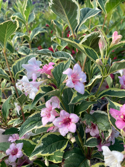 Weigela 'Florida Variegata' AGM