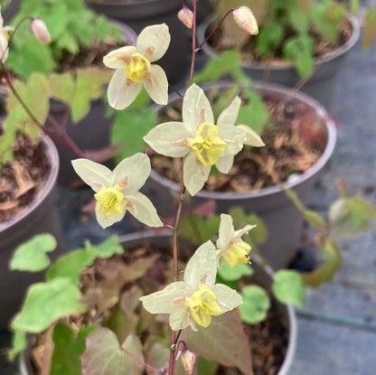 Epimedium × versicolor 'Neosulphureum'