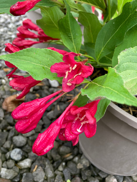 Weigela Red Prince