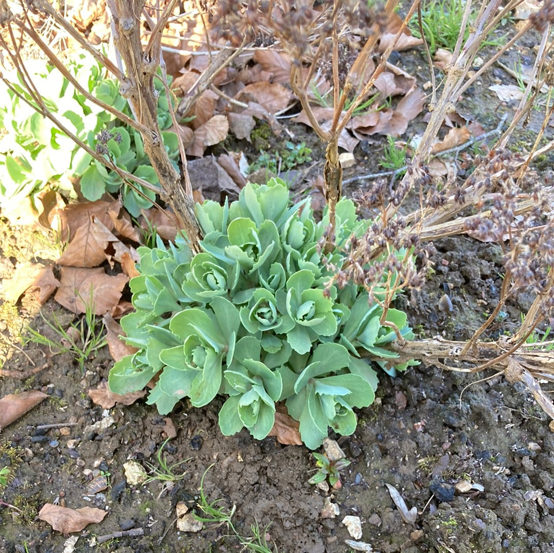 Sedum Autumn Joy - Champion Plants