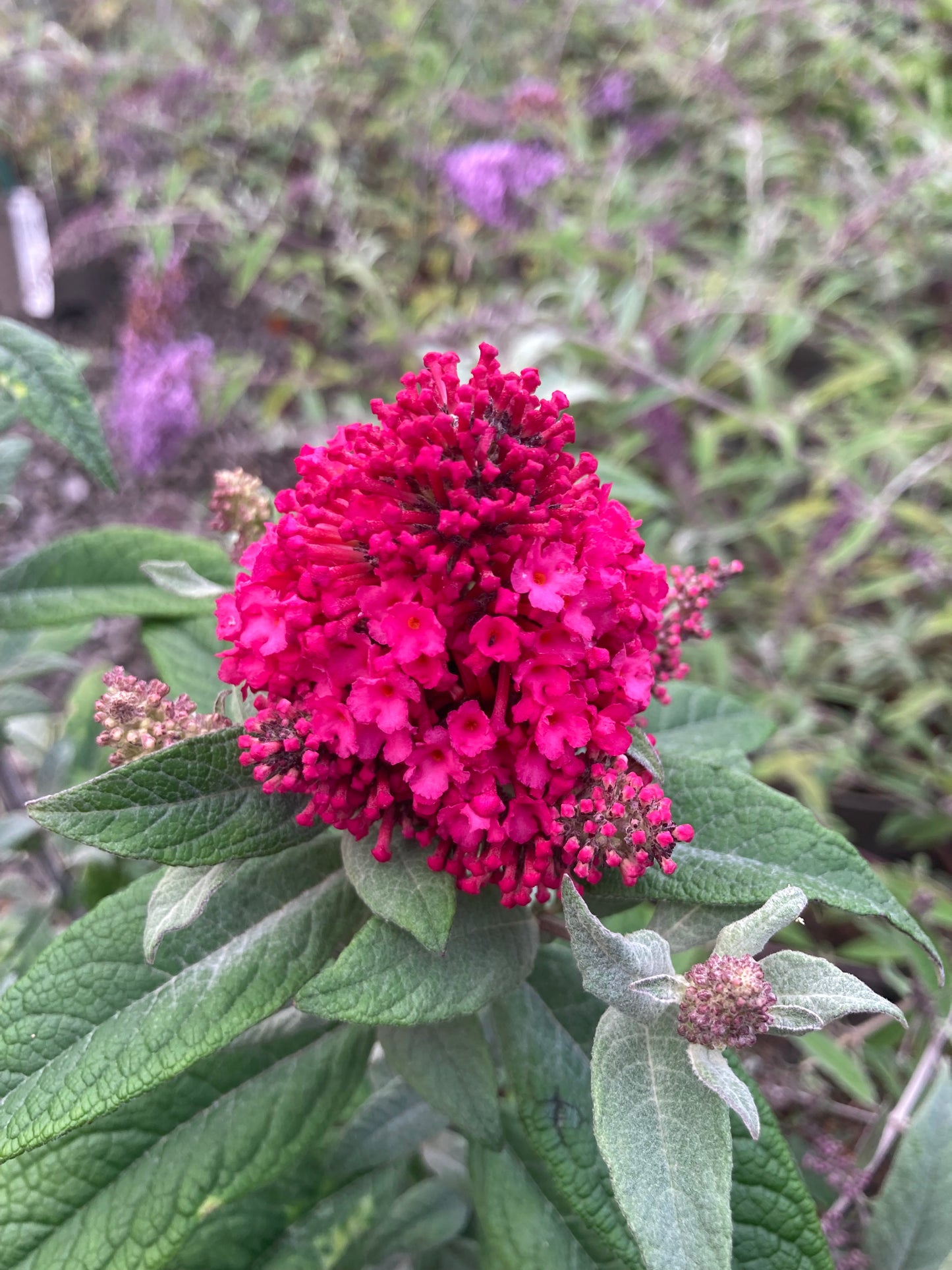 Buddleja (Buddleia) Butterfly Candy Series Little Ruby - Dwarf Buddleia