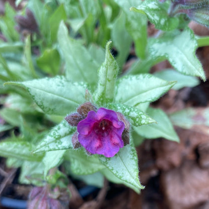 Pulmonaria angustifolia 'Diana Clare' - AGM - Champion Plants