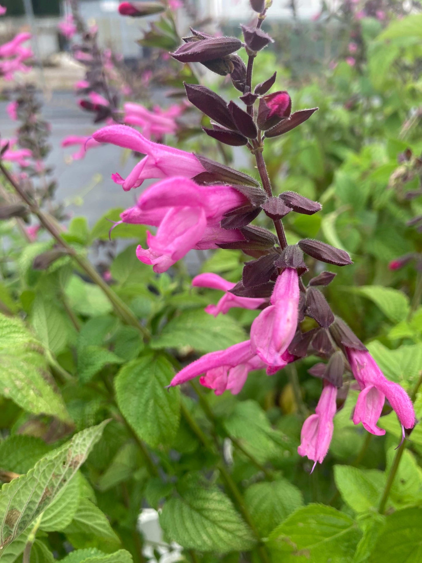 Salvia Pink Amistad