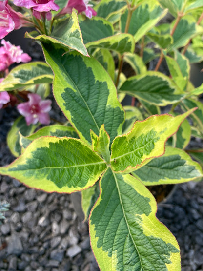 Weigela 'Kosteriana Variegata'