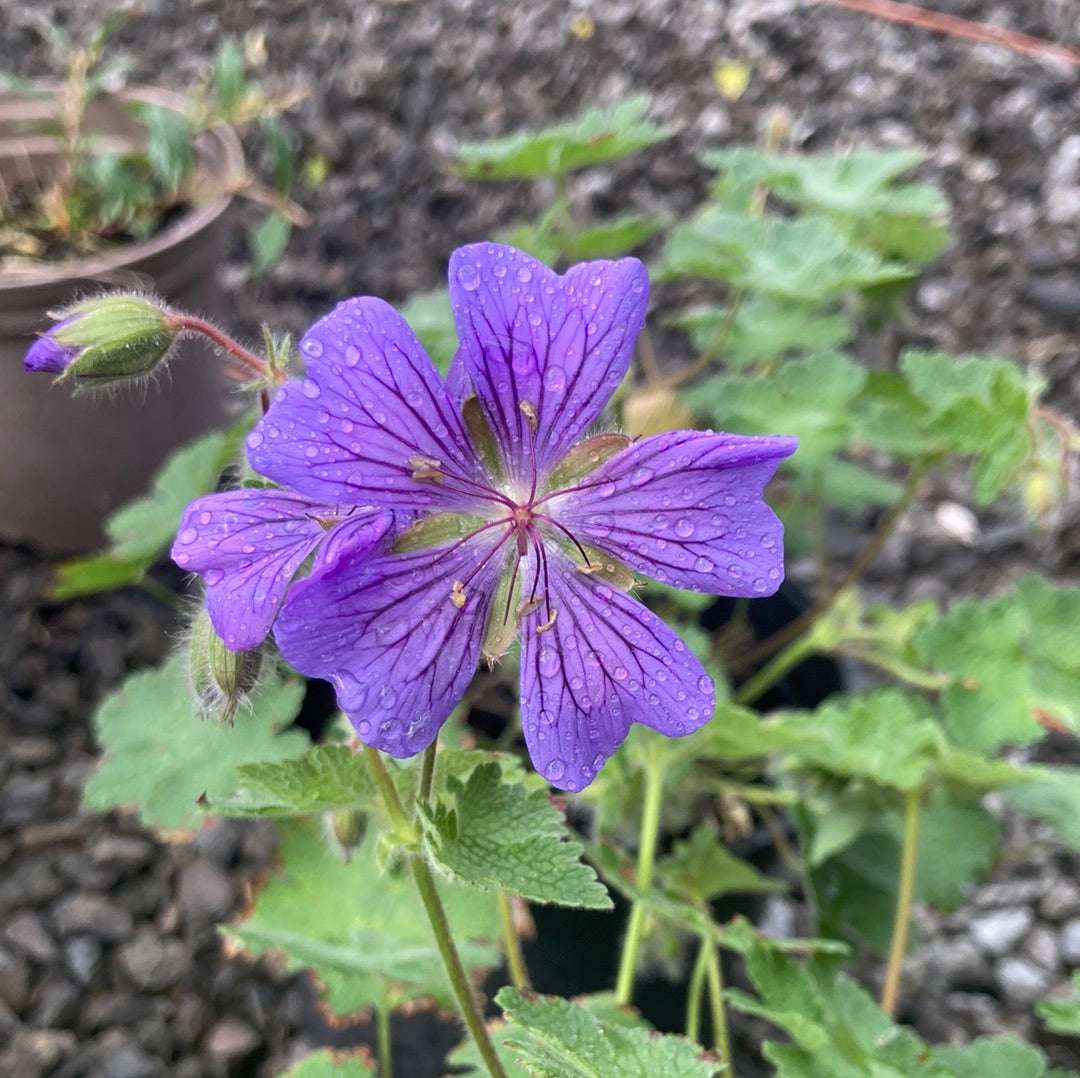 Geranium 'Philippe Vapelle'