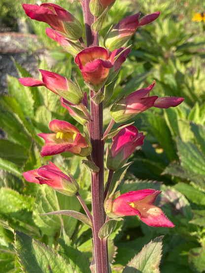 Digitalis × valinii 'Falcon Fire'