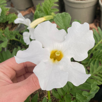 Incarvillea delavayi Alba