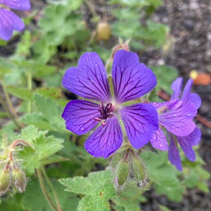 Geranium 'Philippe Vapelle'