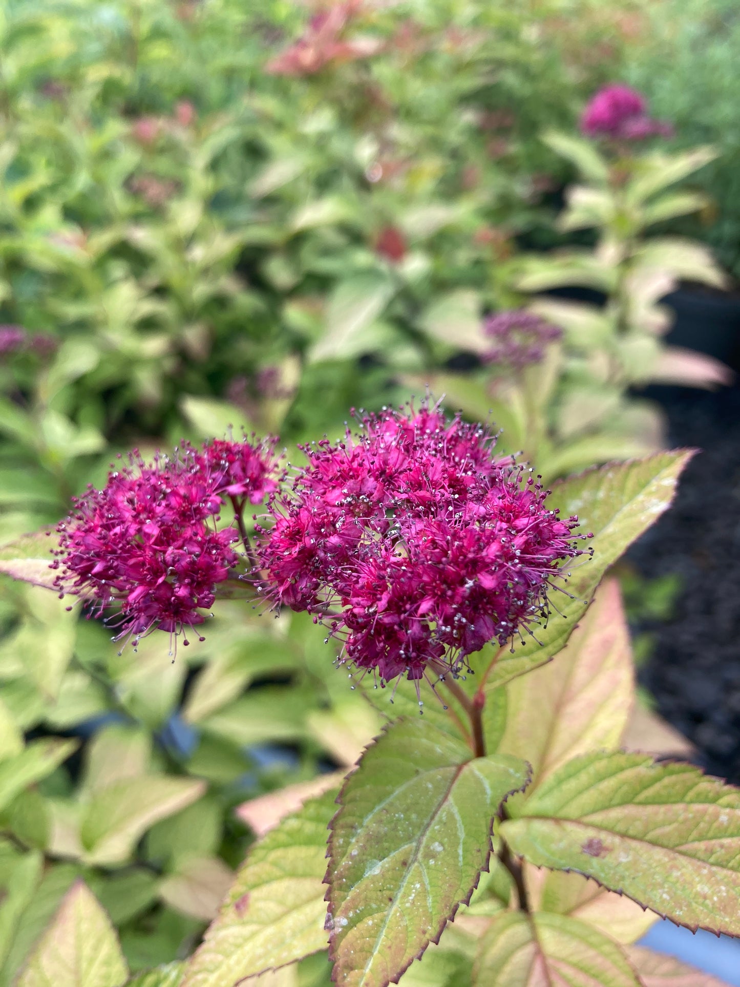 Spiraea japonica 'Goldflame'