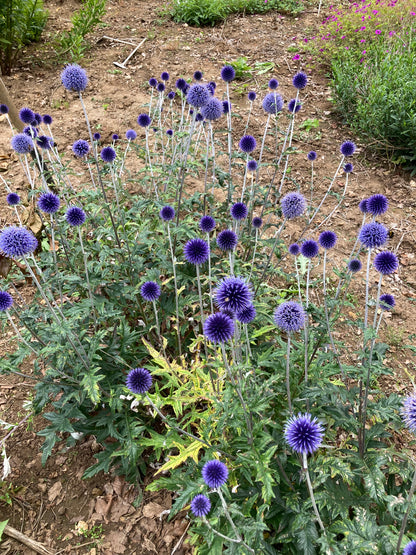 Echinops Vietch’s Blue - Champion Plants