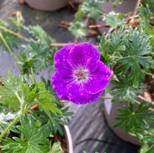 Geranium sanguineum Vision Violet