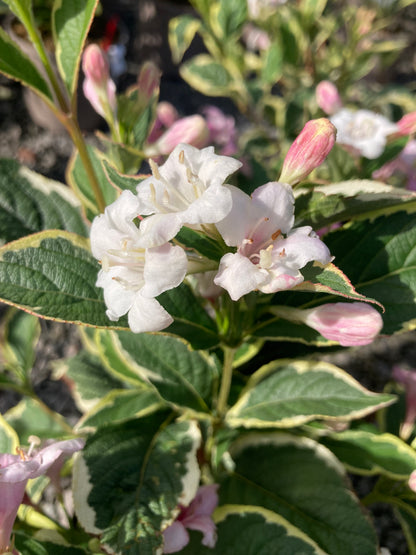 Weigela 'Florida Variegata' AGM