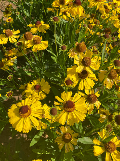 Helenium 'Wesergold' AGM - Champion Plants