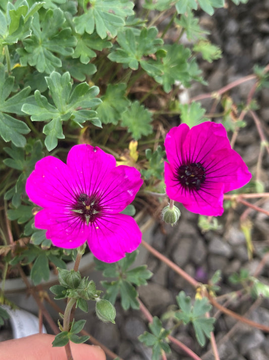 Geranium Giuseppi - Champion Plants