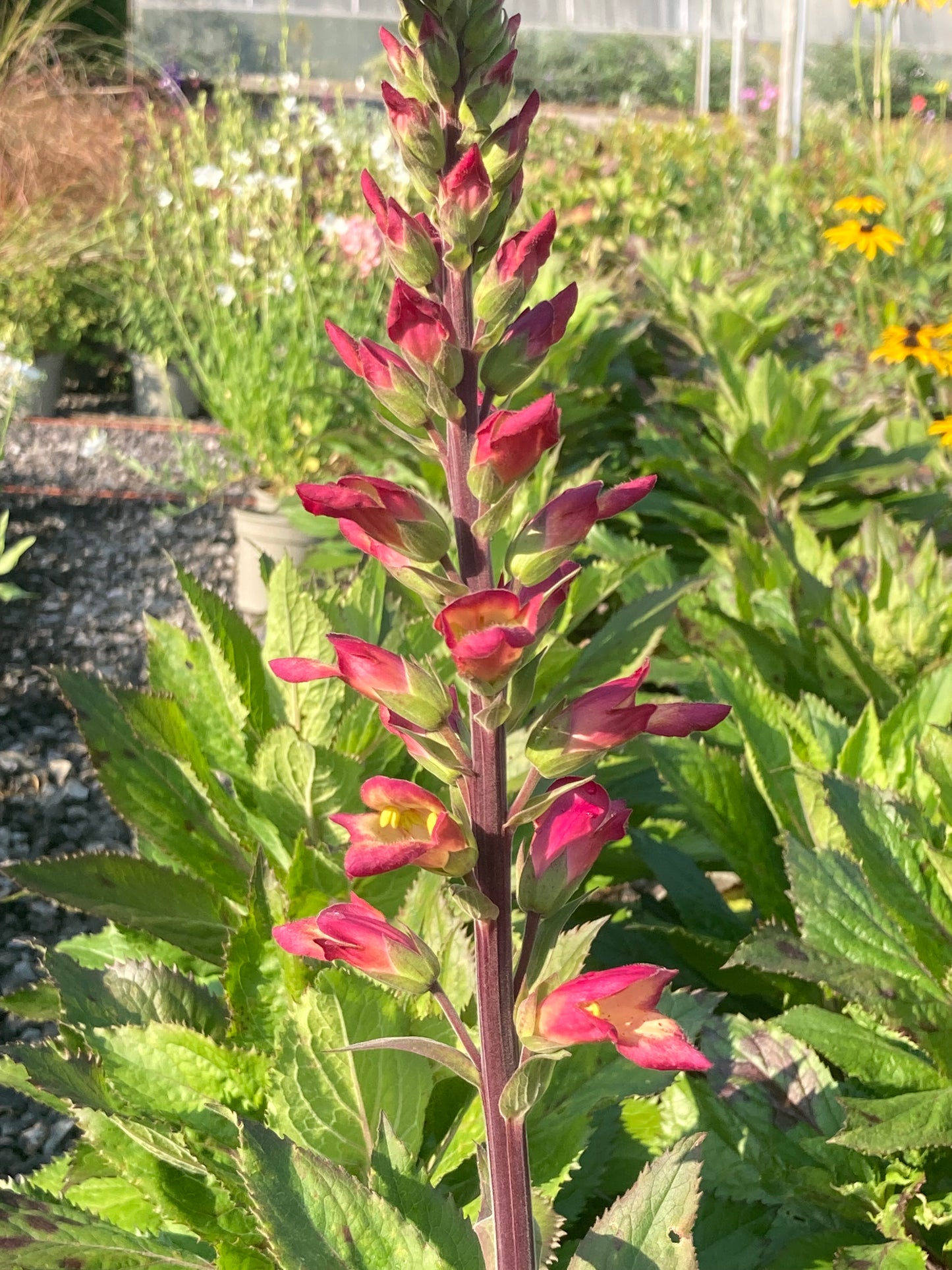 Digitalis × valinii 'Rising Phoenix'