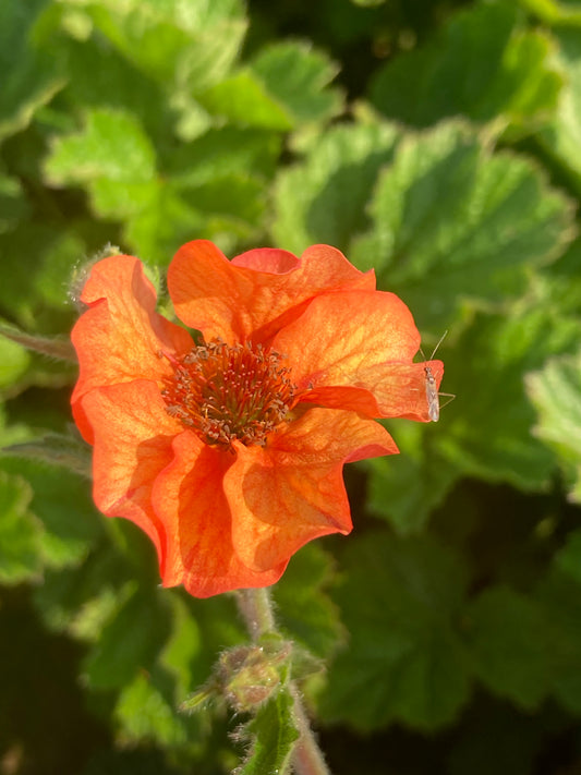 Geum Totally Tangerine