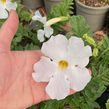 Incarvillea delavayi Alba