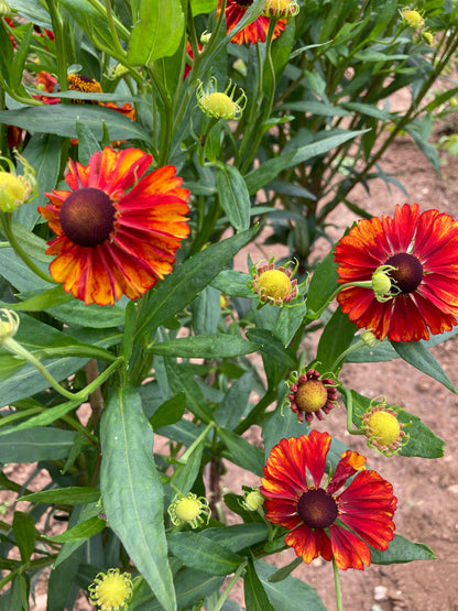 Helenium 'Chelsey' - Champion Plants