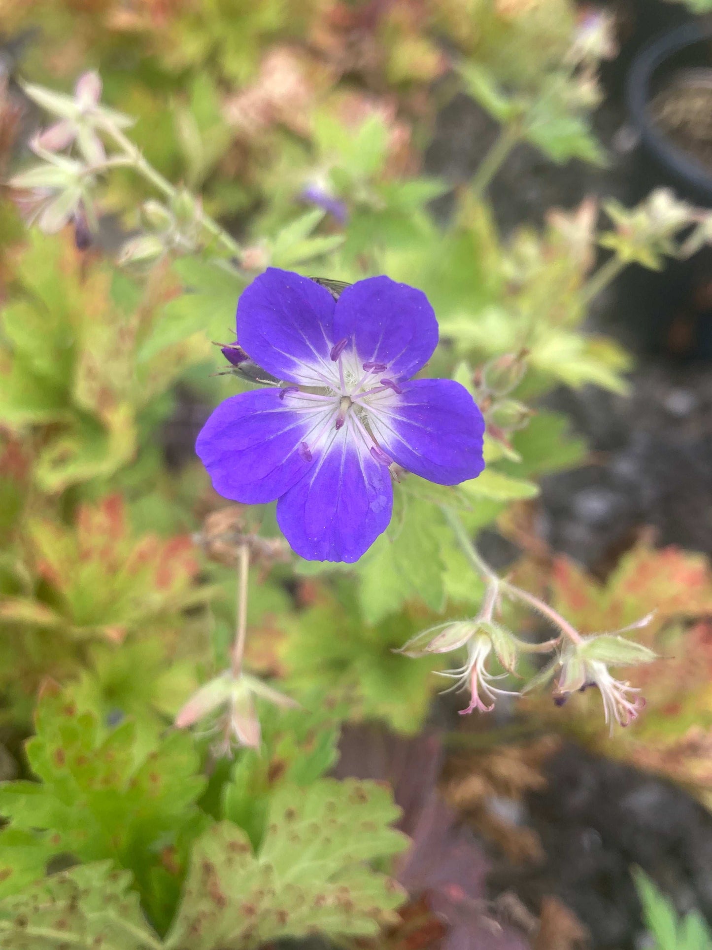 Geranium sylvaticum 'Amy Doncaster'