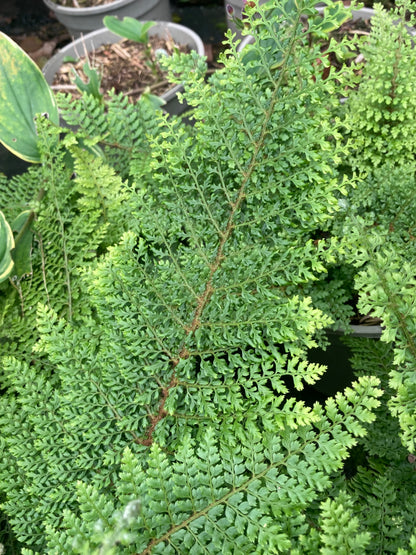 Polystichum setiferum Plumosomultilobum Group (syn. Plumosum Densum)