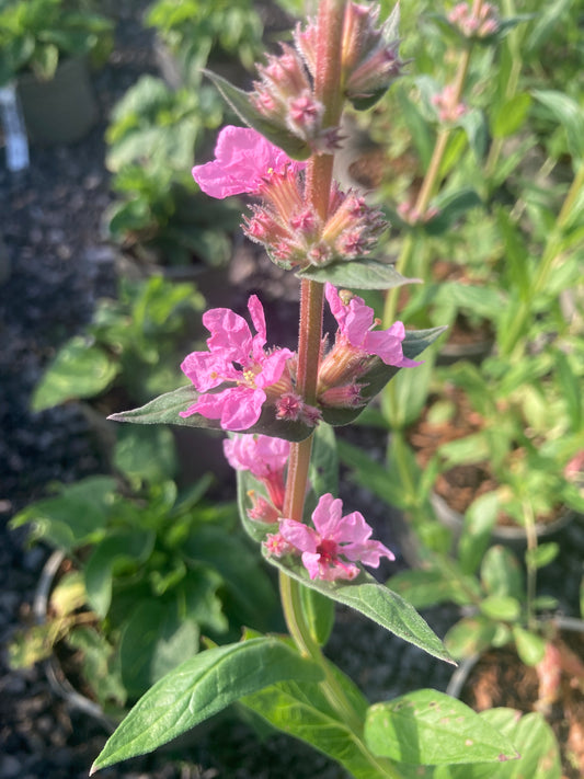 Lythrum Blush - AGM