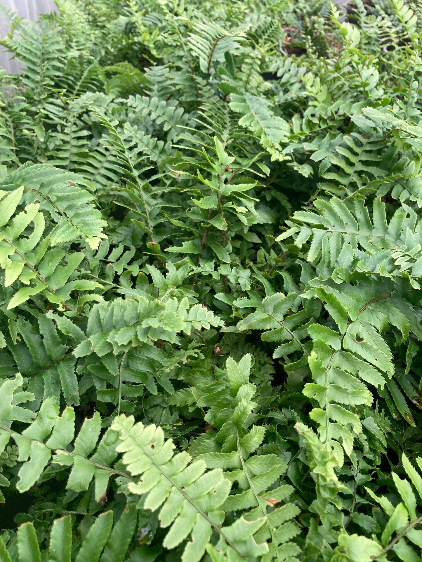 Polystichum munitum - AGM