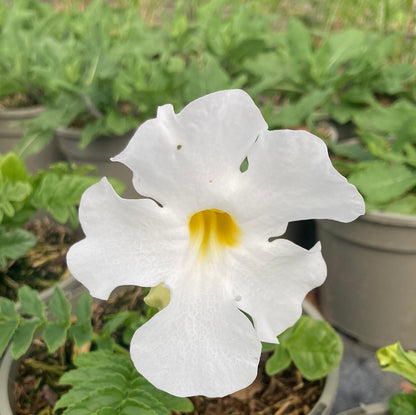 Incarvillea delavayi Alba