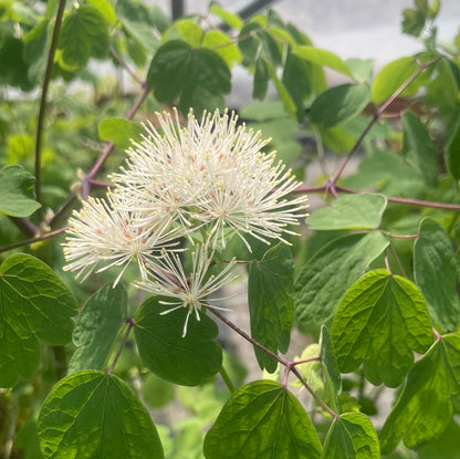 Thalictrum aquilegiifolium 'Album'