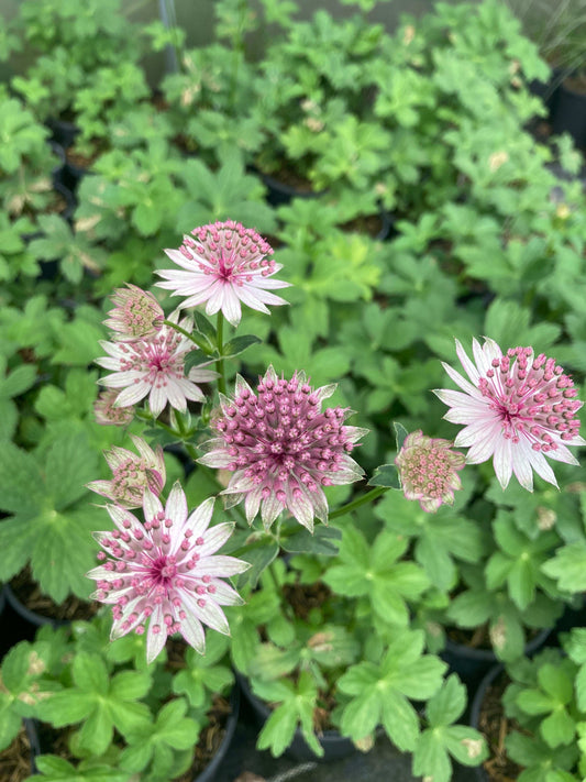 Astrantia Roma