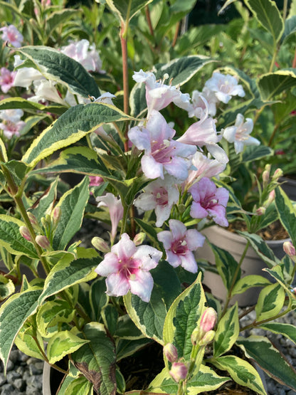 Weigela 'Florida Variegata' AGM