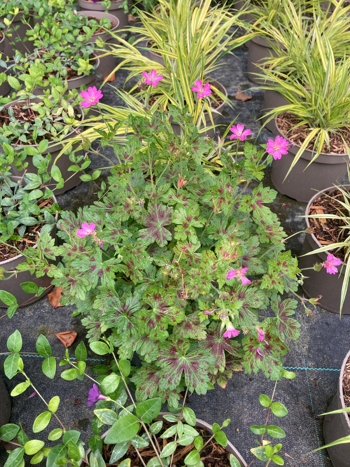 Geranium Little Champion