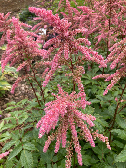 Astilbe 'Bressingham Beauty' AGM - Champion Plants