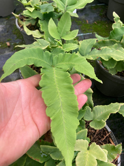 Dryopteris sieboldii - AGM