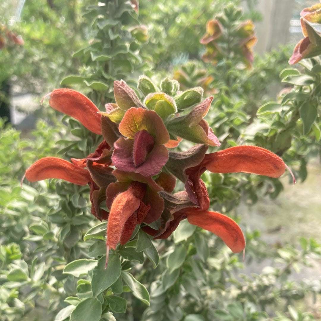 Salvia Africana-lutea