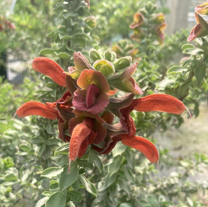 Salvia Africana-lutea