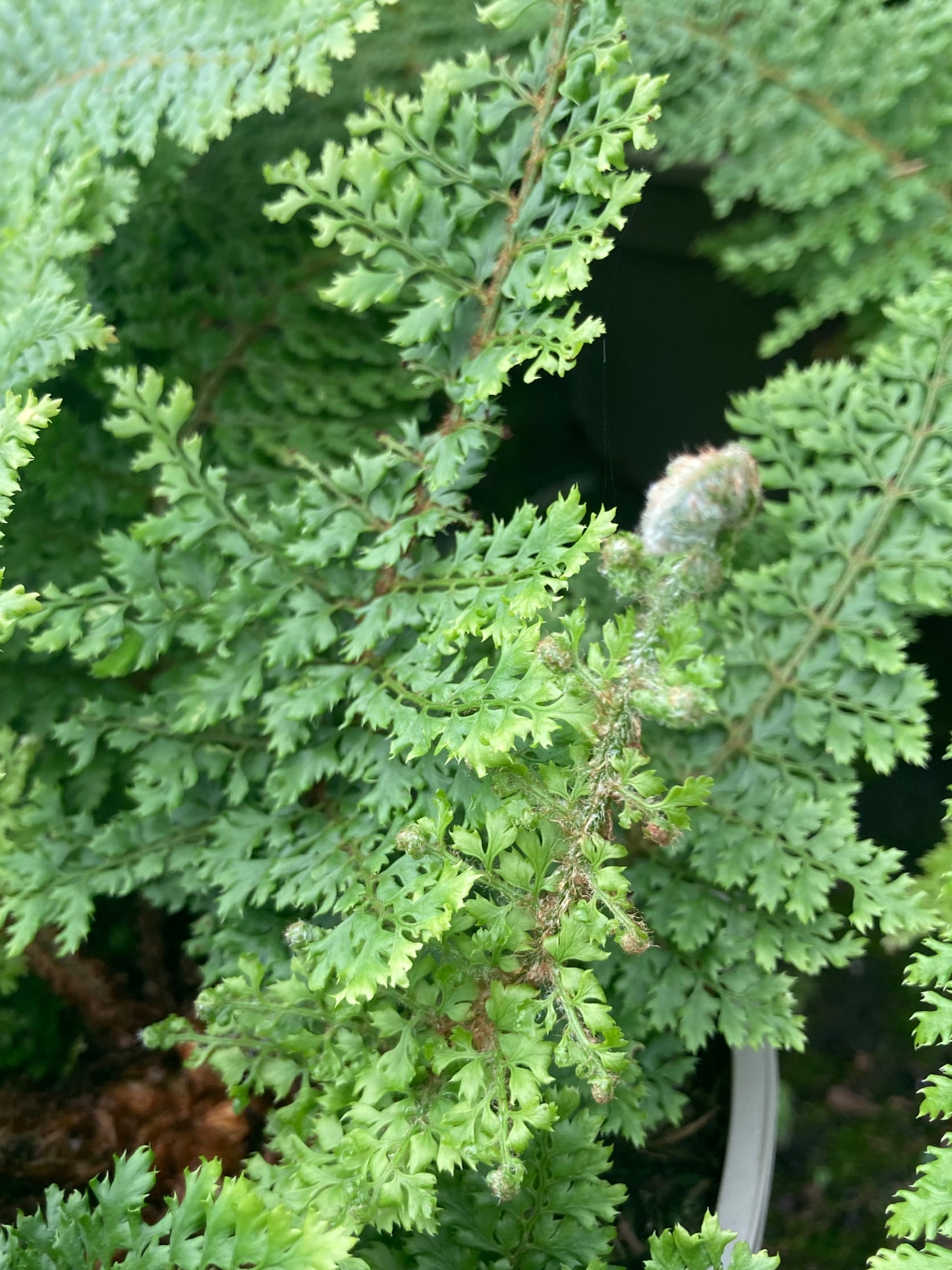 Polystichum setiferum Plumosomultilobum Group (syn. Plumosum Densum)