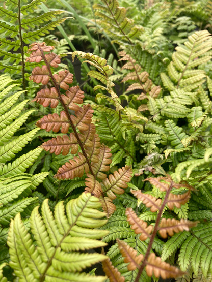 Dryopteris lepidopoda