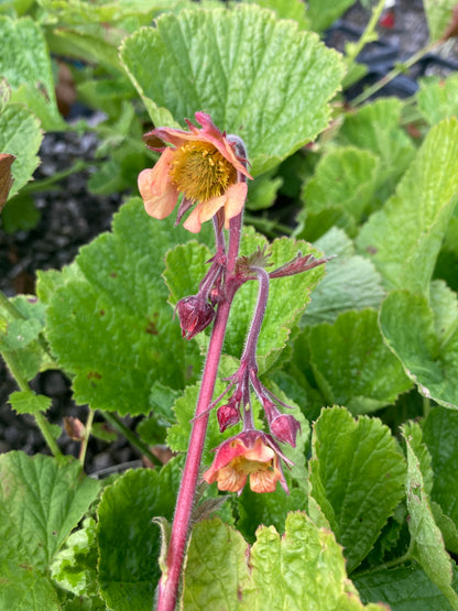 Geum 'Rusty Young'