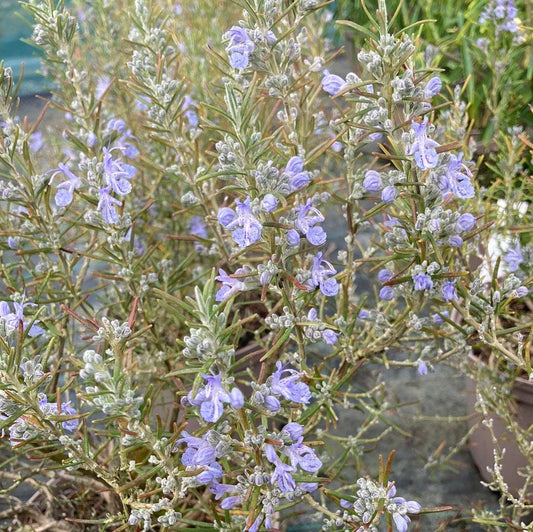 Rosmarinus officinalis 'Sudbury Blue' - Champion Plants