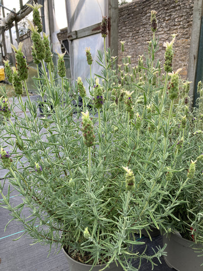 Lavandula st. Tiara - Champion Plants